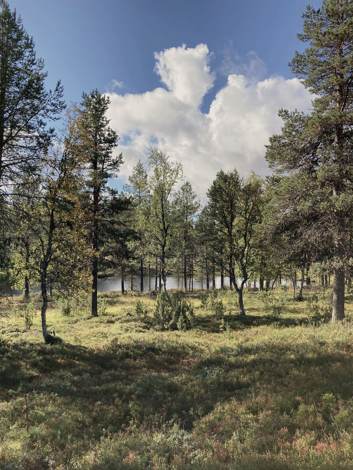 Why We Look to the Forest